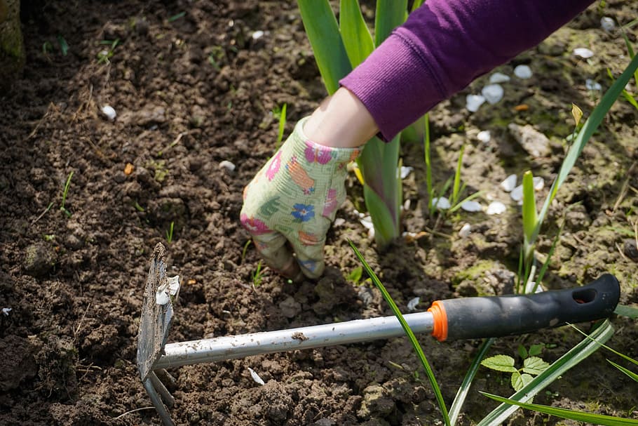person, holding, soil, garden tool, Work, In The Garden, work in the garden, garden, digging, plucking weeds