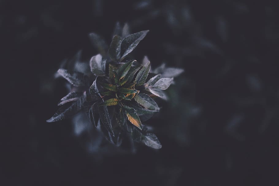 superficial, foto de enfoque, hojas, flor, naturaleza, violeta, oscuro, bokeh, invierno, primer plano