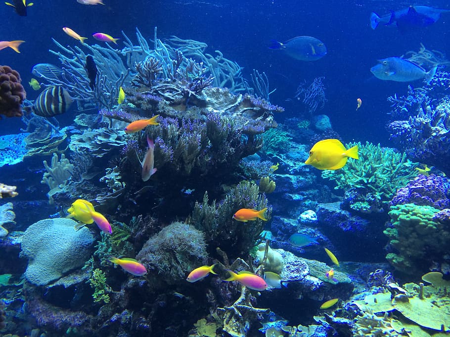 sekolah ikan, bawah air, ikan, tropis, laut, alam, karang, air, snorkeling, warna-warni