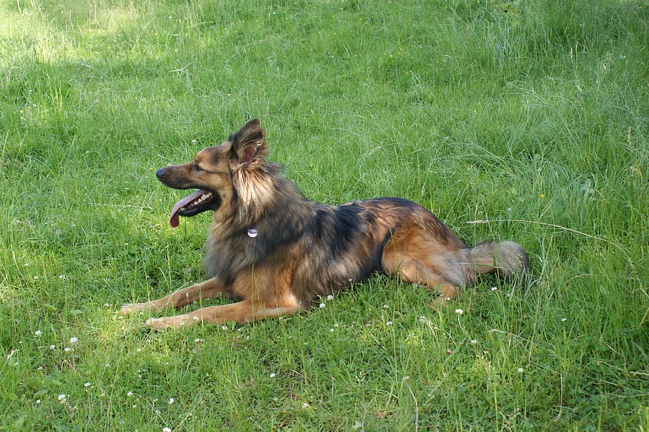 zorro harzer, perro de pastoreo, raza antigua, césped, animal, temas de animales, mamífero, un animal, mascotas, nacional