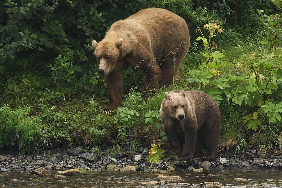 two, brown, grizzly, bears, kodiak bears, portrait, wildlife, nature, looking, wilderness