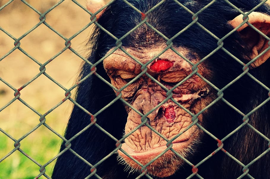 mono, de pie, al lado, cerca, bienestar animal, crueldad hacia los animales, lesiones, heridos, ayuda, encarcelado