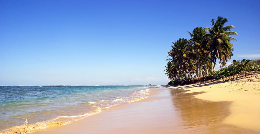 praia perto do litoral, república dominicana, punta cana, praia, coqueiros, areia, costa, férias, beira-mar, bela praia