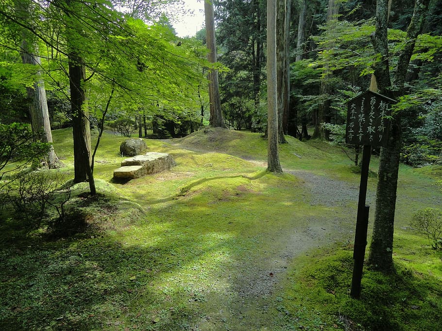 나무, 녹색, 잔디, 낮, 오쓰, 일본, 풍경, 숲, 돌, 바위
