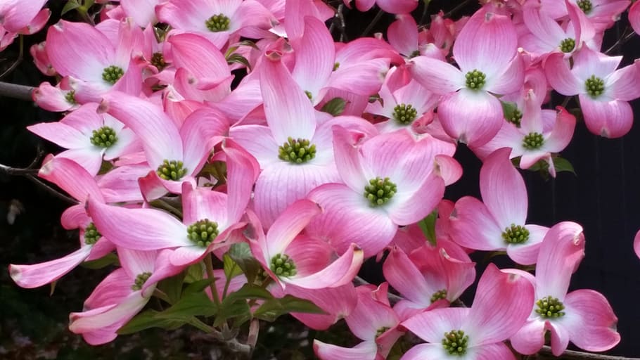 pink flowers, dogwood tree, springtime, flower, flowering plant, plant, fragility, vulnerability, freshness, petal