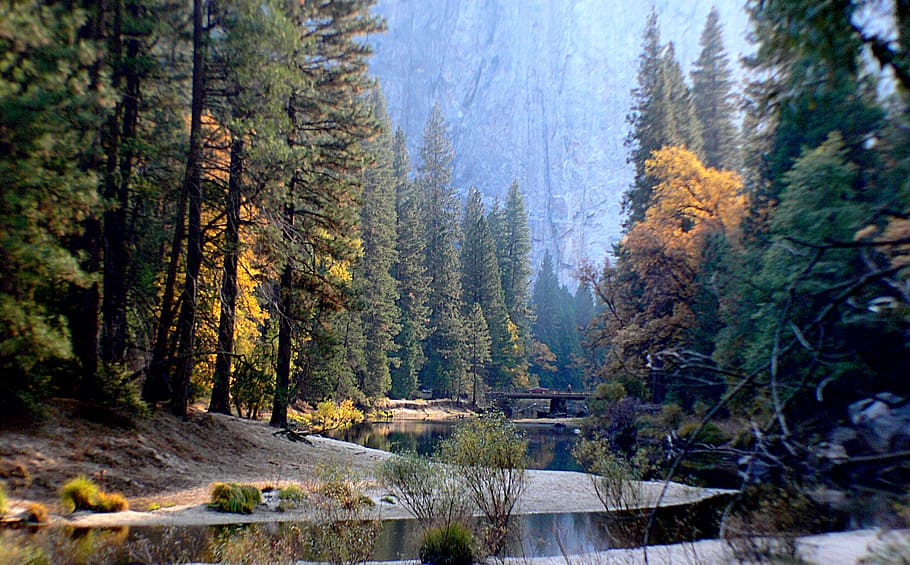 Yosemite National Park, river in forest, tree, plant, water, forest, beauty in nature, land, tranquility, scenics - nature
