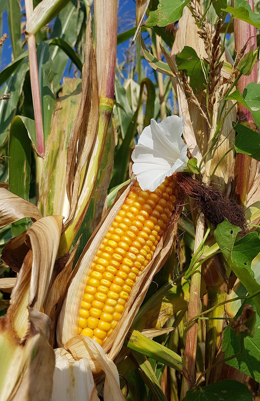 corn, corn on the cob, corn field harvest, fodder plant, fodder maize, bindweed, blossom, bloom, wild flower, agriculture