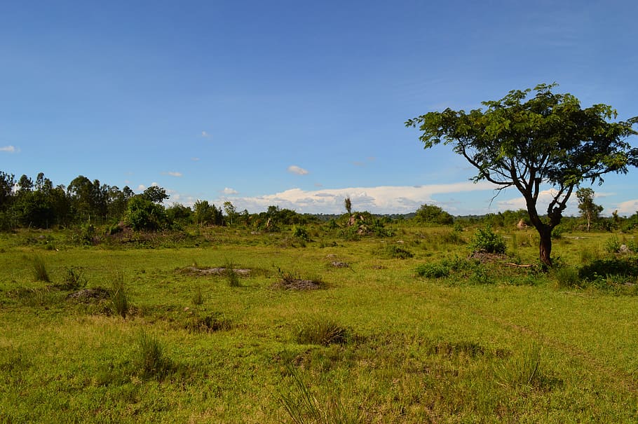 verde, árvore, campo de grama, África, estepe, Uganda, terra, Savanne, natureza, paisagem