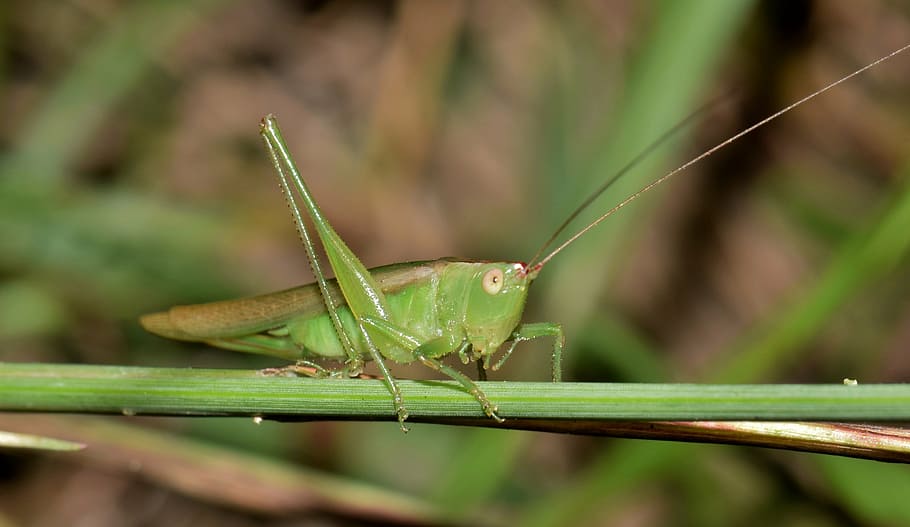 katydid, meadow katydid, grasshopper, insect, green, green insect, creature, animal, hopper, winged insect
