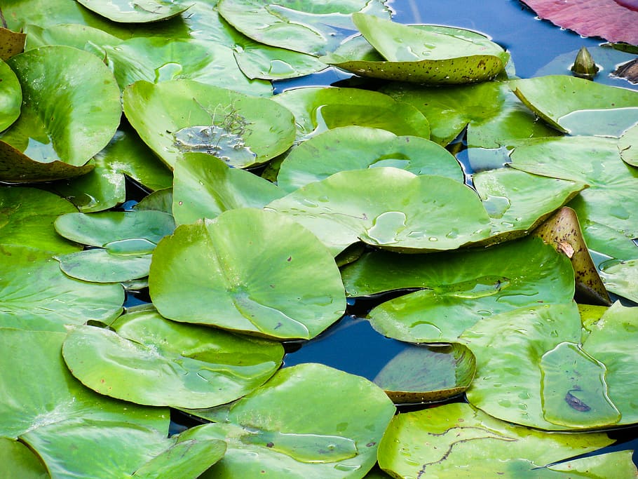 lilly pad, plants, water, green color, leaf, plant part, growth, freshness, full frame, plant