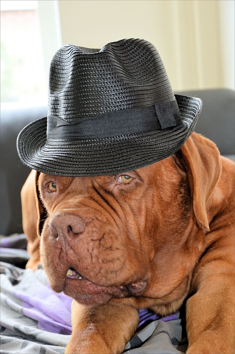 dog, hat, fun, doggy, canine, pet, animal, domestic, mammal, young
