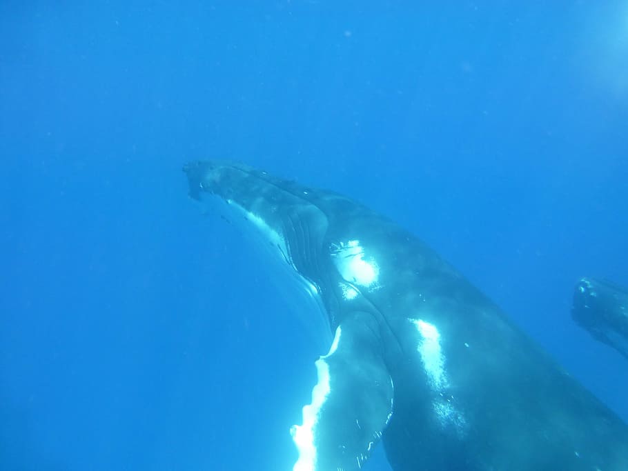 humpback whale, whale, cetaceans, marine, mammal, wildlife, pacific, underwater, sea, animal themes