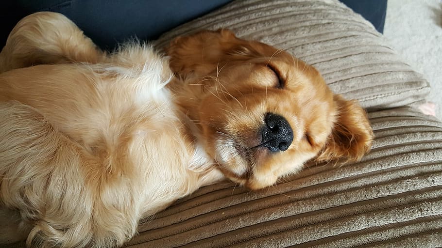golden, retriever puppy, laying, brown, pillow, puppy, sleeping, cute, golden cocker spaniel, pets
