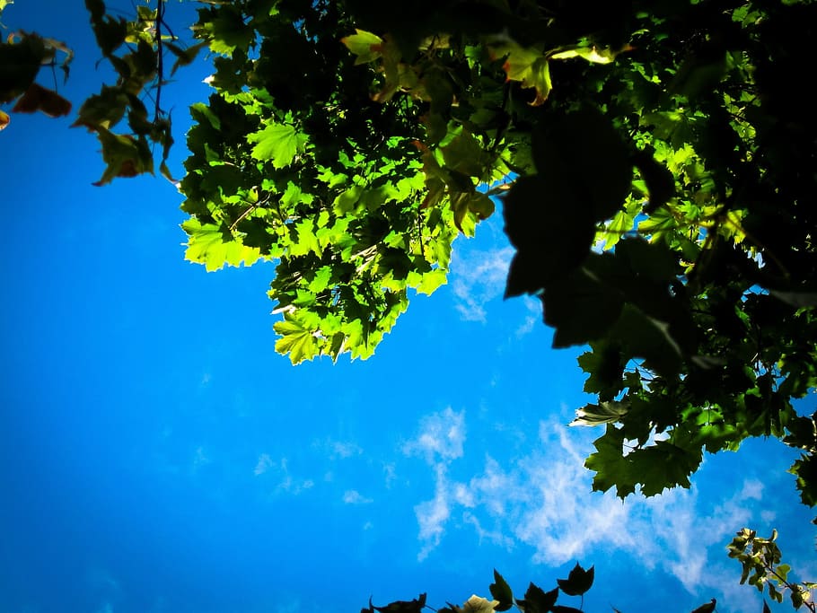 Blue Sky, Leaves, Tree, Upward, Clouds, growth, sunlight, floral, blue, nature