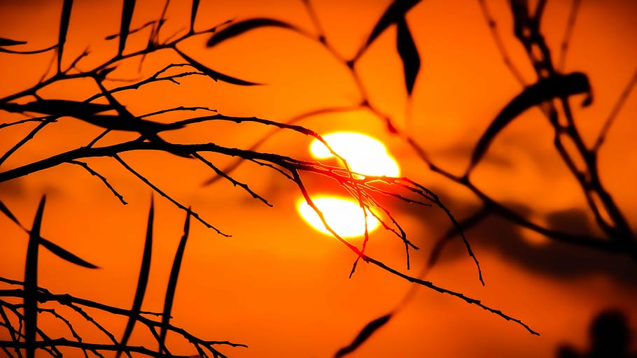 silhouette photo, plant, sunset, branch, nature, tree, sunlight, evening, shadows, vibrant color