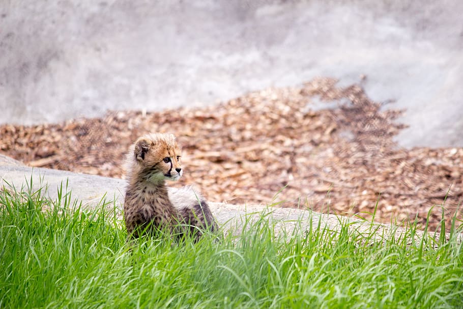 cheetah cub, grass field, Cat, Cheetah, Cub, Wildlife, animal, spots, young, offspring