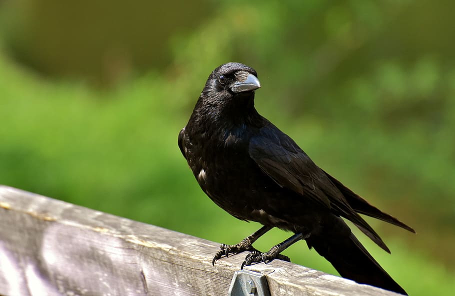 selective, focus photography, black, bird, standing, wood, daytime, crow, raven bird, raven