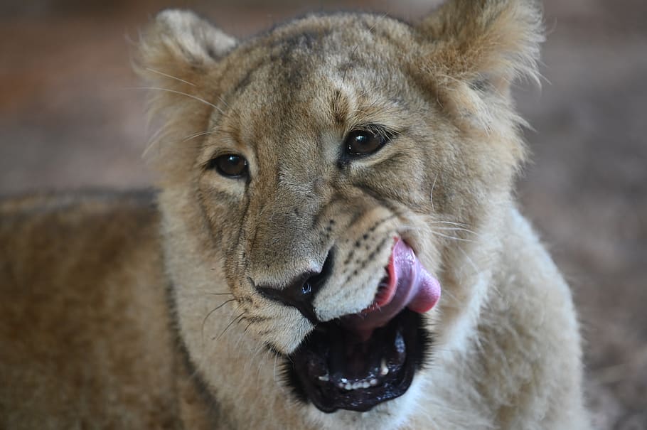 lioness, cub, zoo, predator, mammal, carnivore, animal, animal themes, animal wildlife, one animal