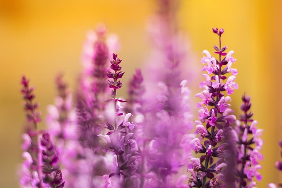 superficial, fotografía de enfoque, flor, púrpura, flores, naturaleza, flor púrpura, floral, natural, planta