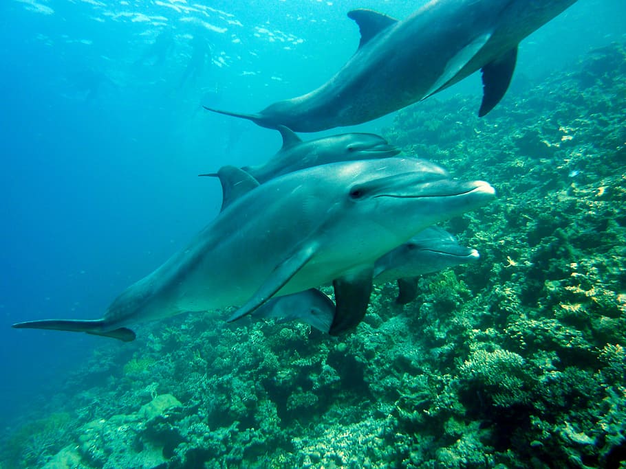 foto, grupo, delfines, mar, mamíferos marinos, buceo, submarino, agua, criatura acuática, delphinidae