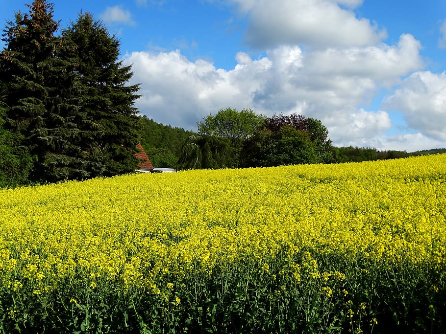 field of rapeseeds, oilseed rape, plant, agriculture, rare plant, yellow, growth, beauty in nature, field, land