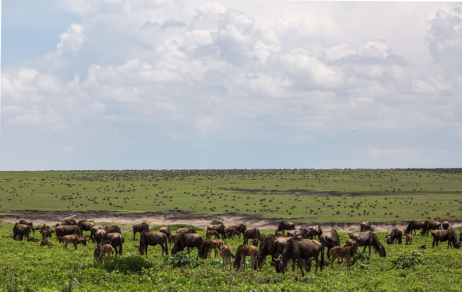 ngorongoro conservation area, fauna, tanzania, wildlife, zebra, wildebeeste, africa, nature, park, wild