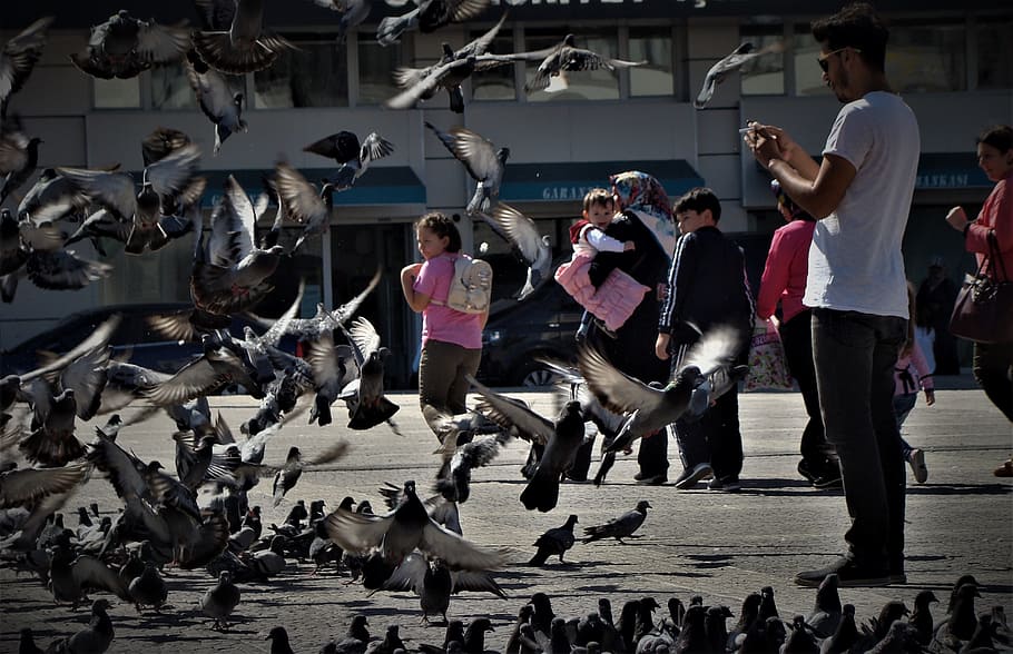 pigeon, dove, bird, nature, animal, ks, fly, turkey, real people, group of people