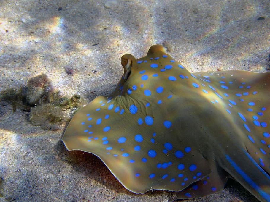 stingray, gray, sand, blue spotted stingrays, rays, diving, egypt, sea, fish, animals in the wild