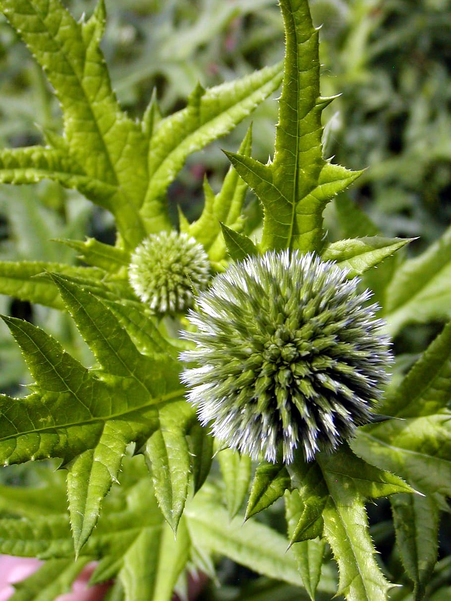 Thistle, Sphere, Flower, Spines, green, prickly, nature, plant, green Color, leaf