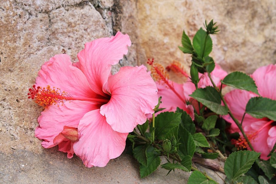 hibiscus, pink, flower, chinese rose eibisch, blossom, plant, hibiscus rosa sinensis, chinese rose, hibiscus number, flowering plants