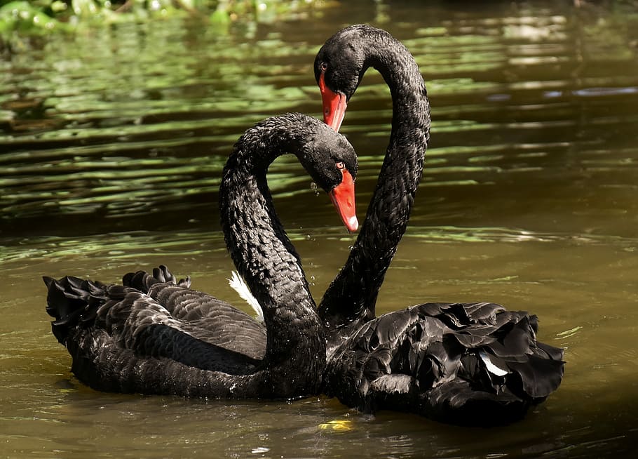 two black swans, swan, black, pair, water bird, elegant, lake, animal, nature, black swan