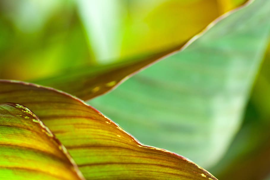canna indica, letter, the annual plant, background, abstract, detail, flora, macro, stredozemný, natural