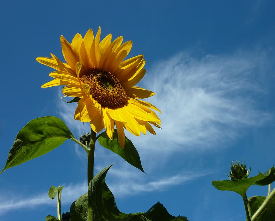 photo of sunflower, sun flower, summer, yellow, plant, blossom, bloom, flower, nature, garden