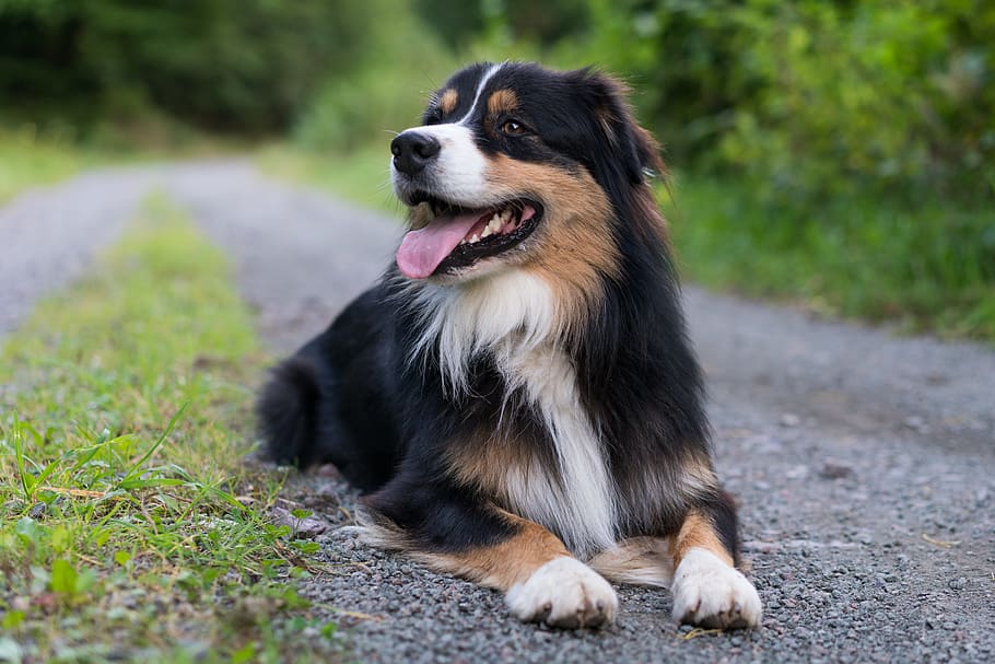 bernese mountain dog, lying, pathway, grass fields, dog, australian shepherd, forest, black-tri, one animal, animal themes
