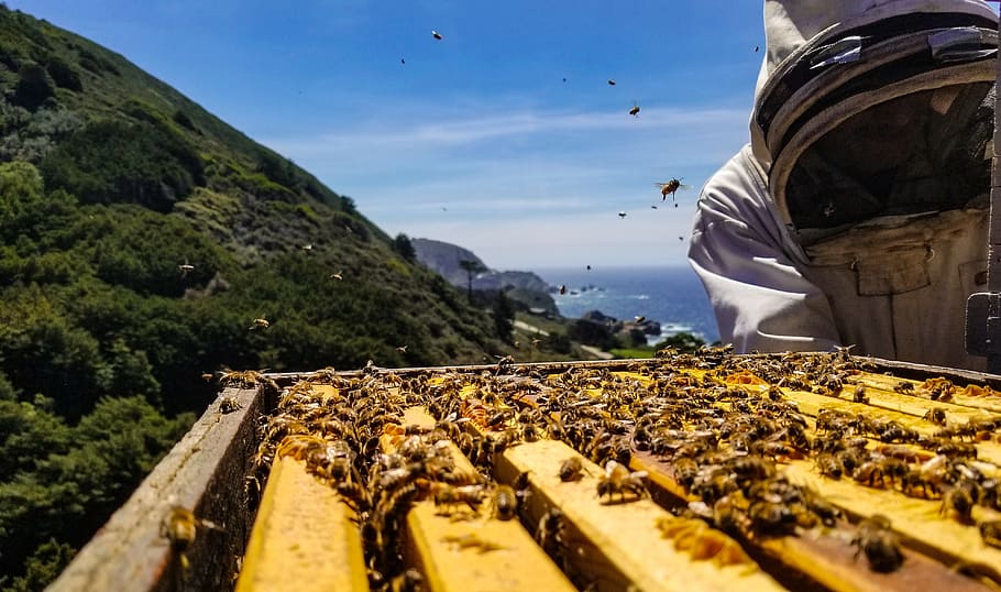 bees, big sur, honey, hive, ocean, mountains, highway 1, beekeeping, nature, insects