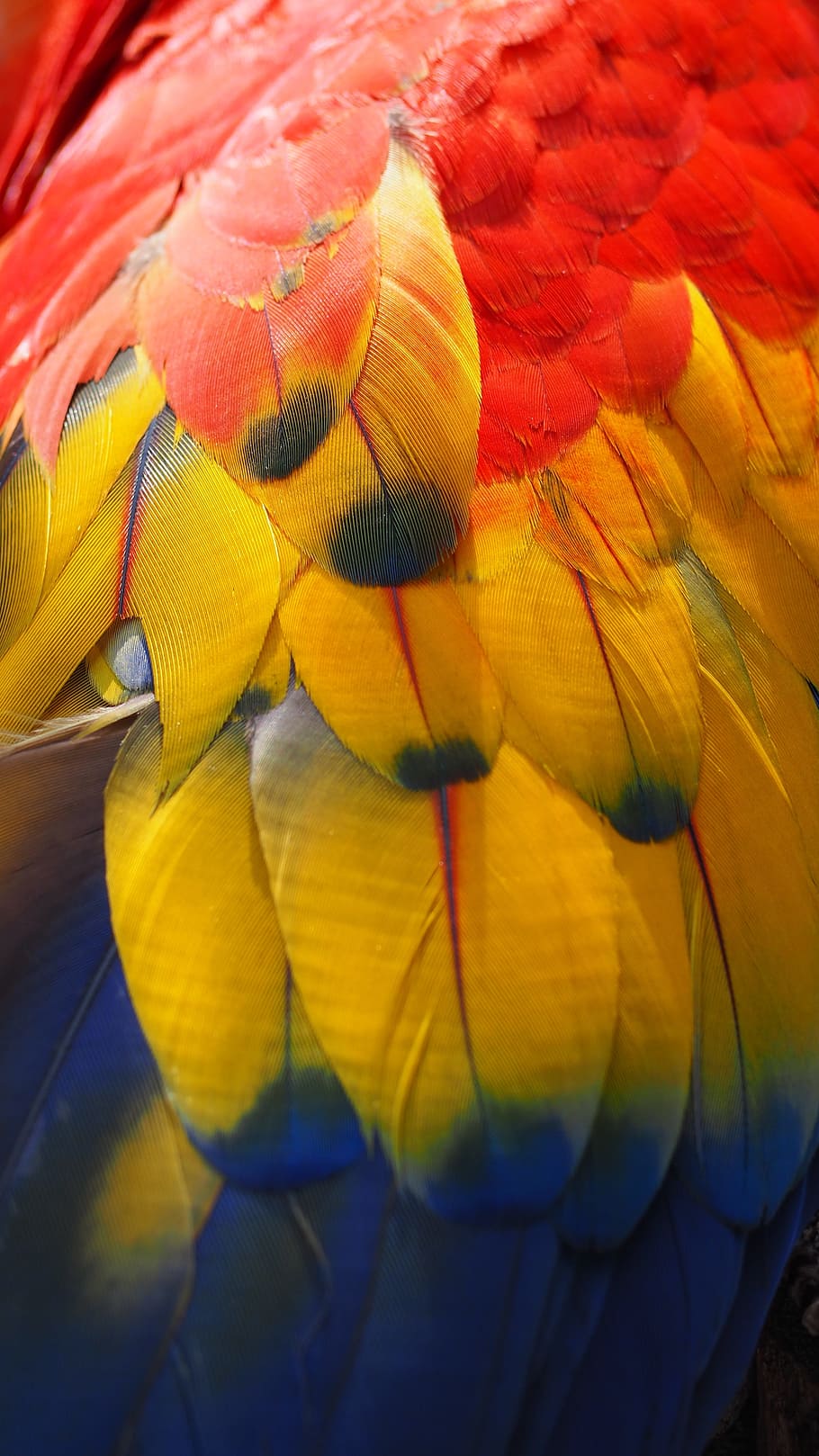 Parrot, Bird, Animal, Tropical, Feather, red, wild, zoo, colorful, color