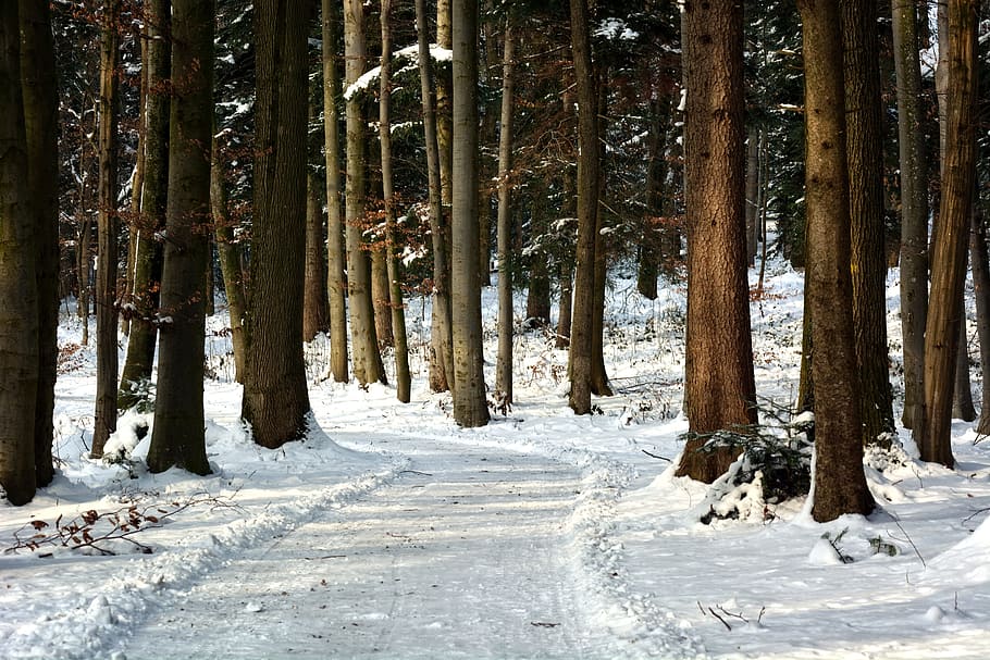 winter, snow, forest, away, trees, wintry, winter forest, snowy, nature, cold