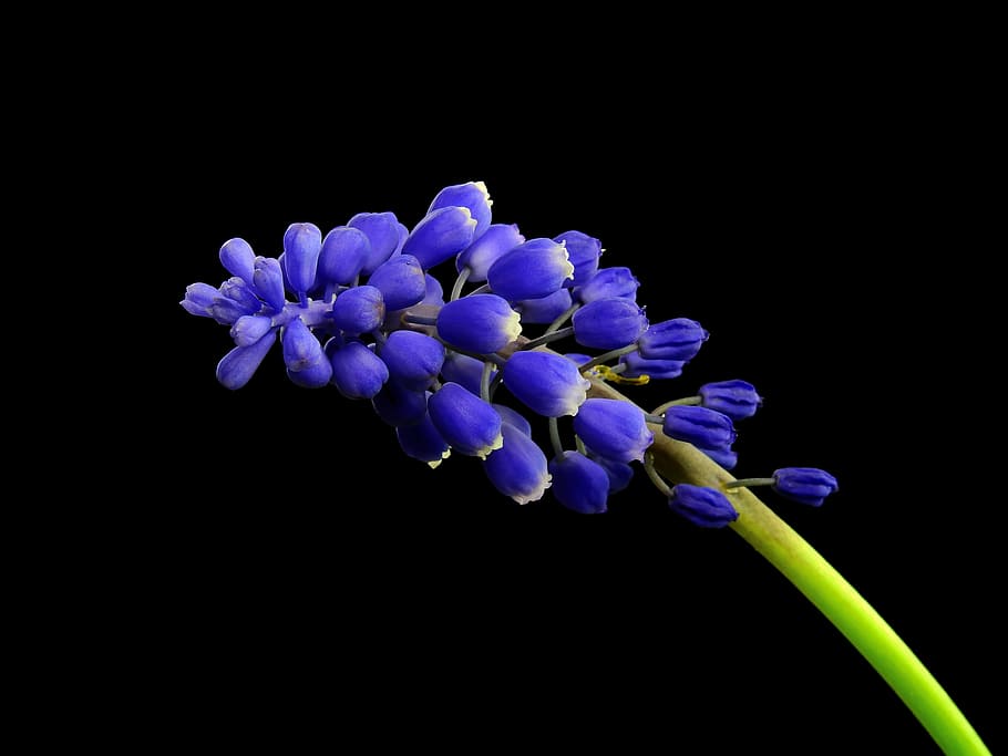 Hyacinth, Flower, Plant, Nature, Muscari, hyacinth, flower, blossom, bloom, spring, violet