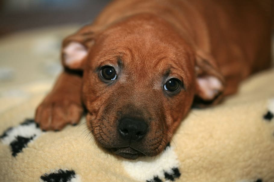 Brown, cachorro, acostado, beige, mat, joven, Staffordshire, perro, animal, mascota