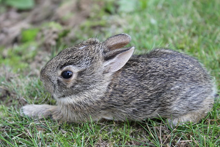 gris, conejo, campo, durante el día, conejito, lindo, animal, pequeño, conejito bebé, mamífero