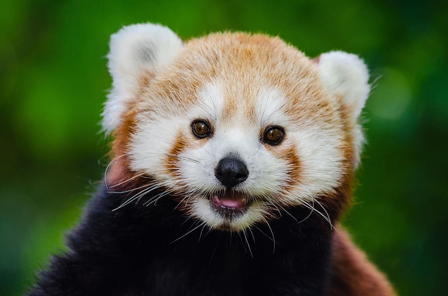panda merah, panda lebih rendah, beruang merah-kucing, arboreal, lucu, kepala, potret, tampak, penuh perhatian, mamalia