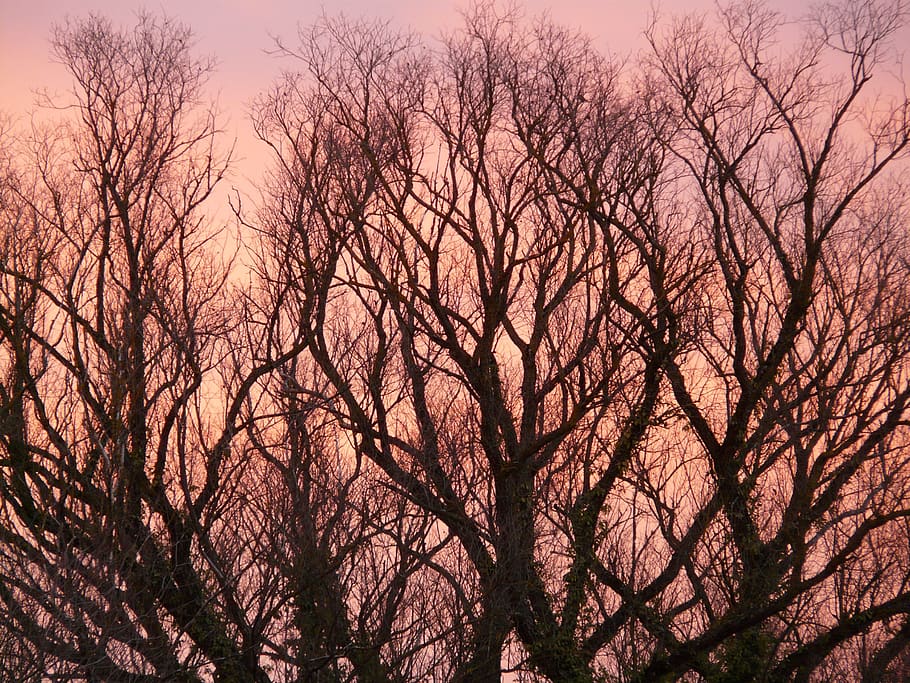 Afterglow Trees Branches Aesthetic Nature Landscape Sky