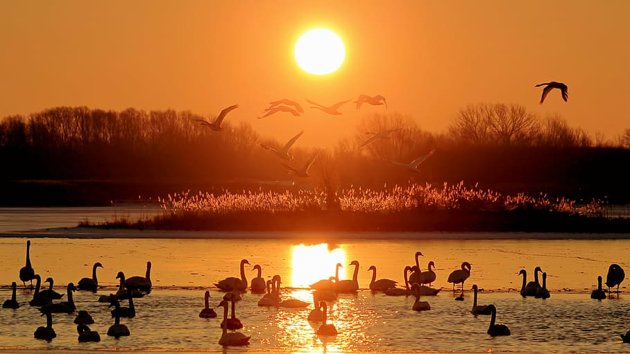 aves, cuerpo, agua, puesta de sol, paisaje, amanecer, lago, congelado, invierno, cisnes
