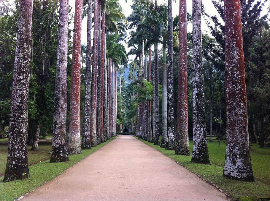 pathway beside trees, trees, botanical garden, nature, forest, tree, rio de janeiro, plant, the way forward, direction