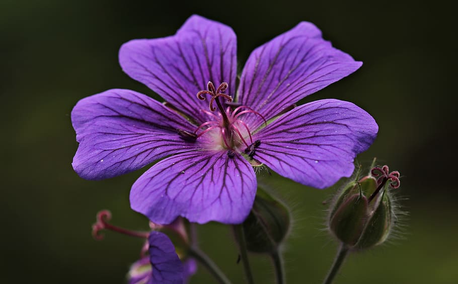 close, photography, purple, 5-petaled, 5- petaled flower, close up photography, flower, cranesbill, purple flower, blossom
