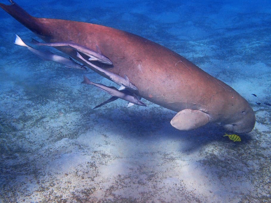 Manatee, Dugong, Underwater World, snorkeling, laut merah, meeresbewohner, mesir, ikan, kehidupan laut, satu hewan