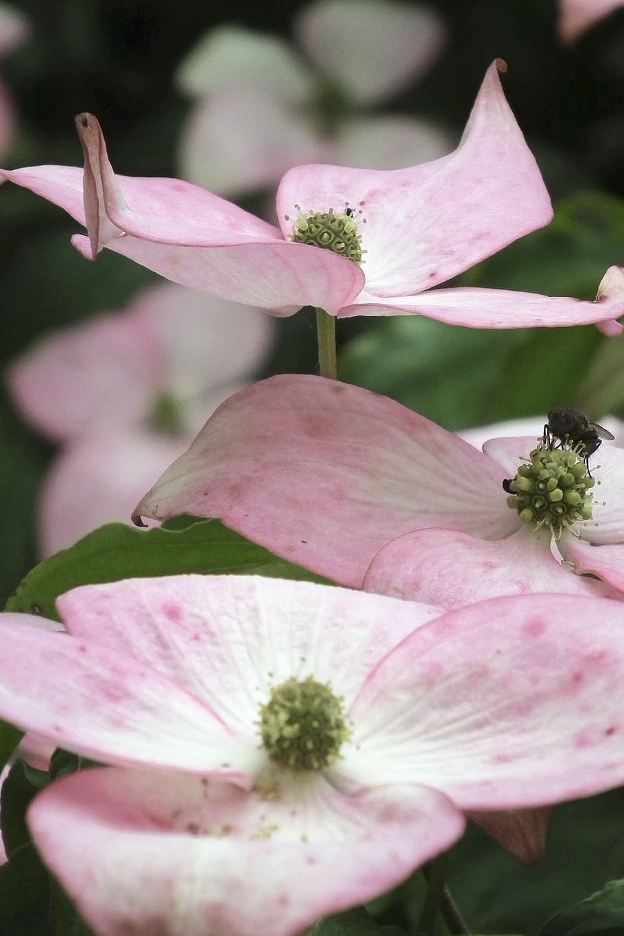 ピンク ハナミズキ 花 ミズキ 自然 植物 ピンク色 花びら 花頭 開花植物 Pxfuel