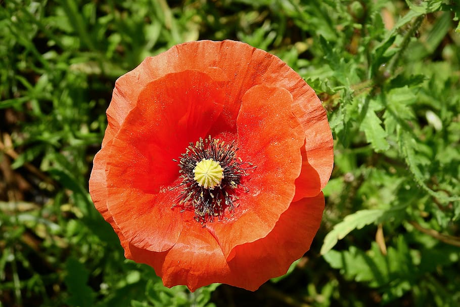 poppy, flower, red, field, nature, thriving, flowering plant, plant, freshness, growth
