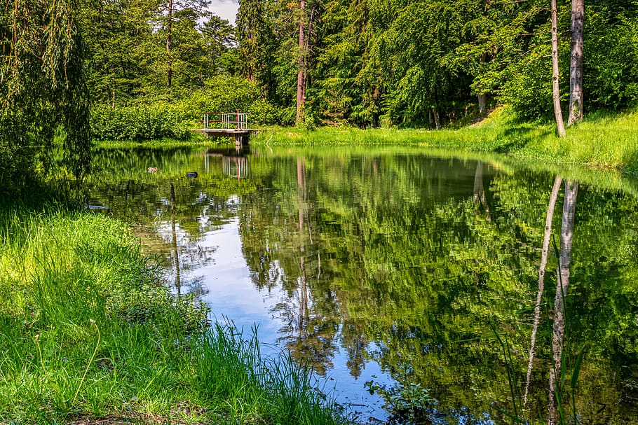 waldsee, forest, lake, pond, nature, landscape, green, blue, water, waters
