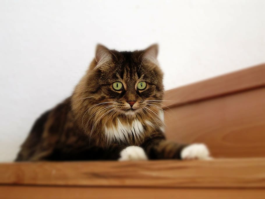 long-coated, brown, cat, lying, staircase, cat face, head, cute cat, animal, cat nose